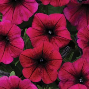 Shock Wave Deep Purple Petunia